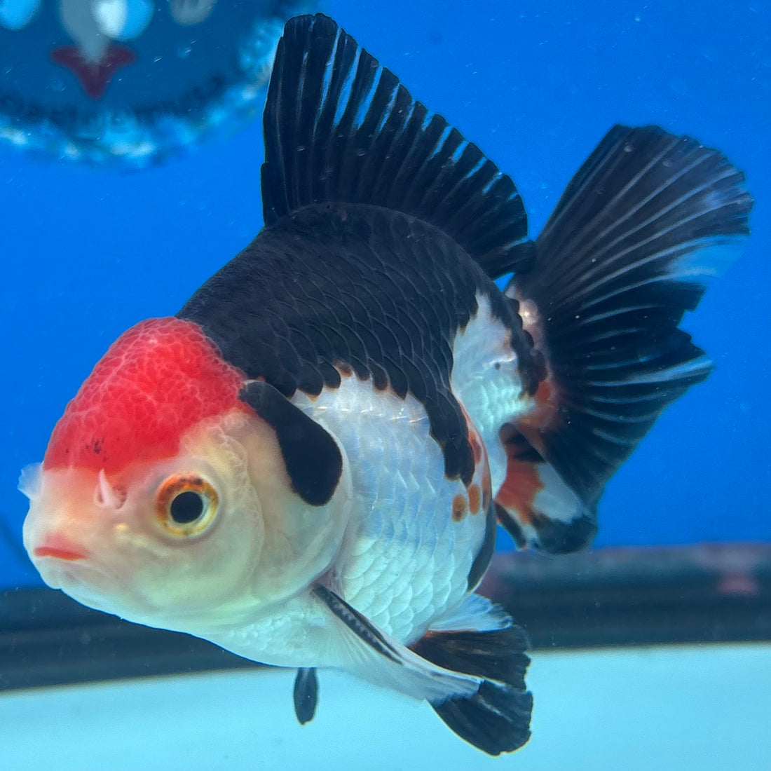 Thai Oranda Tri-Color 3” Male(CK-1621)R1A02