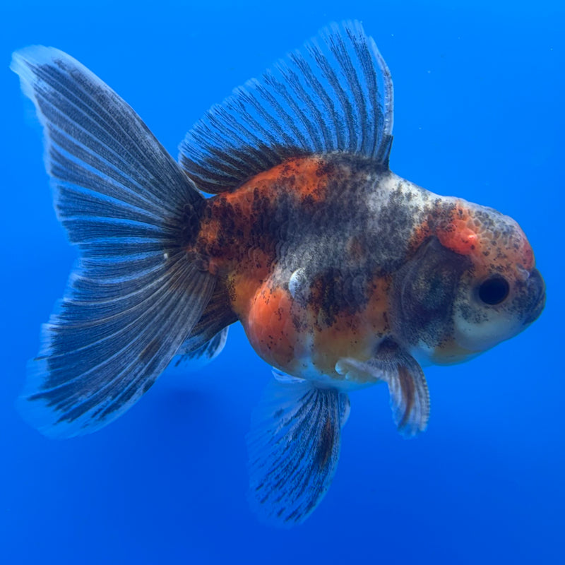 Thai Oranda SHOGUN 3” Body Male(CK-732)R1B01