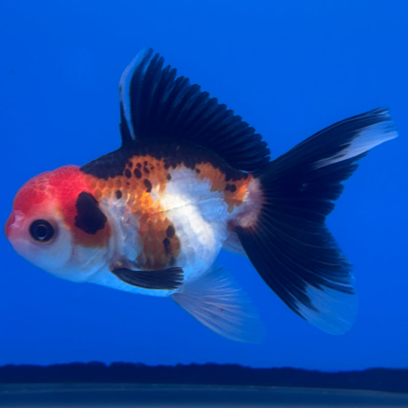 Thai Oranda Apache/Tri-Color 2.5” Body Male(CK-1240)R3B10