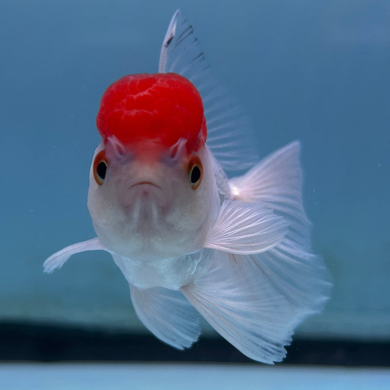 Thai Red-Cap Oranda 2“ Body Female (JCD-122) R4B07