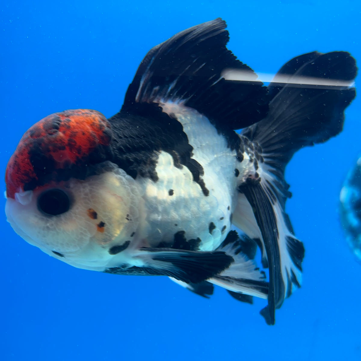 Thai Oranda Tri-Color 3.5” Male(CK-1626)R2A07