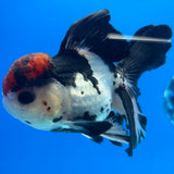 Thai Oranda Tri-Color 3.5” Male(CK-1626)R2A07