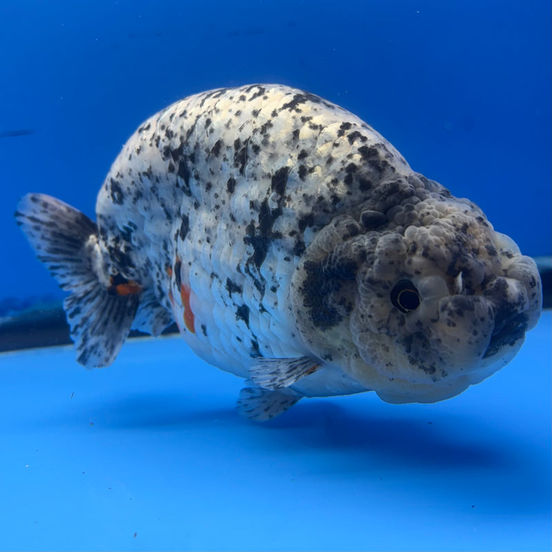 Thai Super Jumbo Calico Ranchu 6” Body Male(CK-CRP-JO1140)
