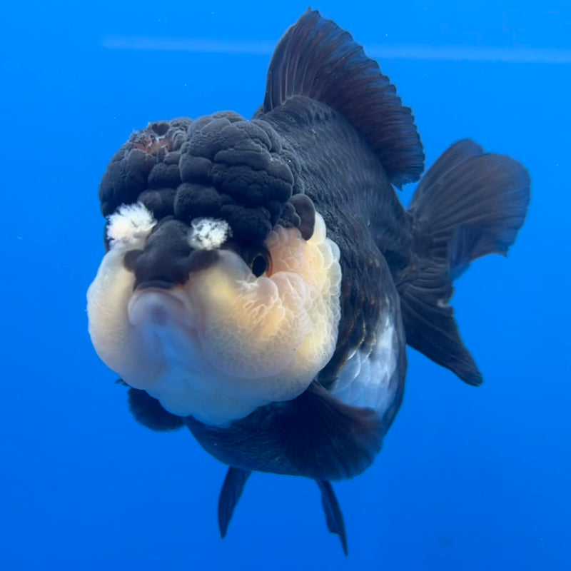 Thai Premium Oranda Yuanbao Panda 4” Body Female(CK-750)R1BlueTub4