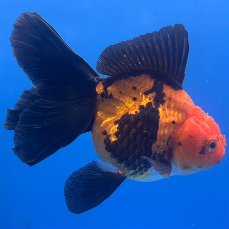 Thai Oranda Apache 3” Body Female(CK-837)R3A14