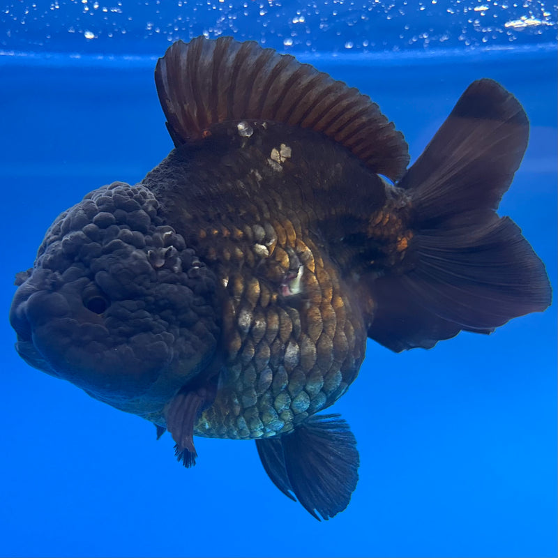 Thai Oranda JUMBO Full Black 4” Body Male(QGF-CK-1341)BLUETUB1
