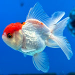 Thai Oranda Tri-Color 2.5” Male (CK-1559)R3A09