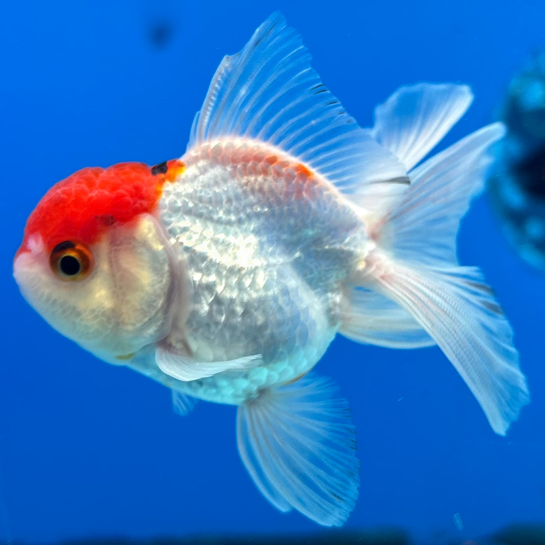 Thai Oranda Tri-Color 2.5” Male (CK-1559)R3A09