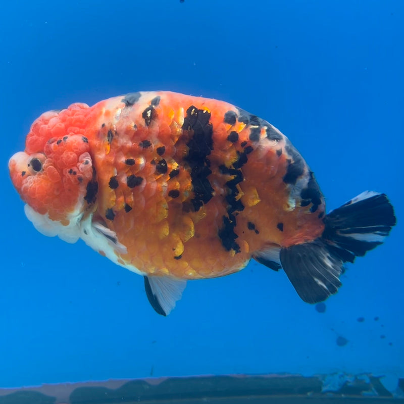 Thai Ranchu Red Calico 4.5” Body Male(CK-1211)BLUETUB1