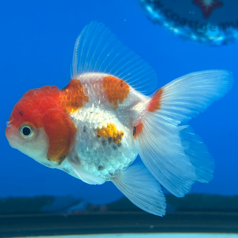 Thai Oranda Red/White 2” Body Female(CK-1283)R3B03