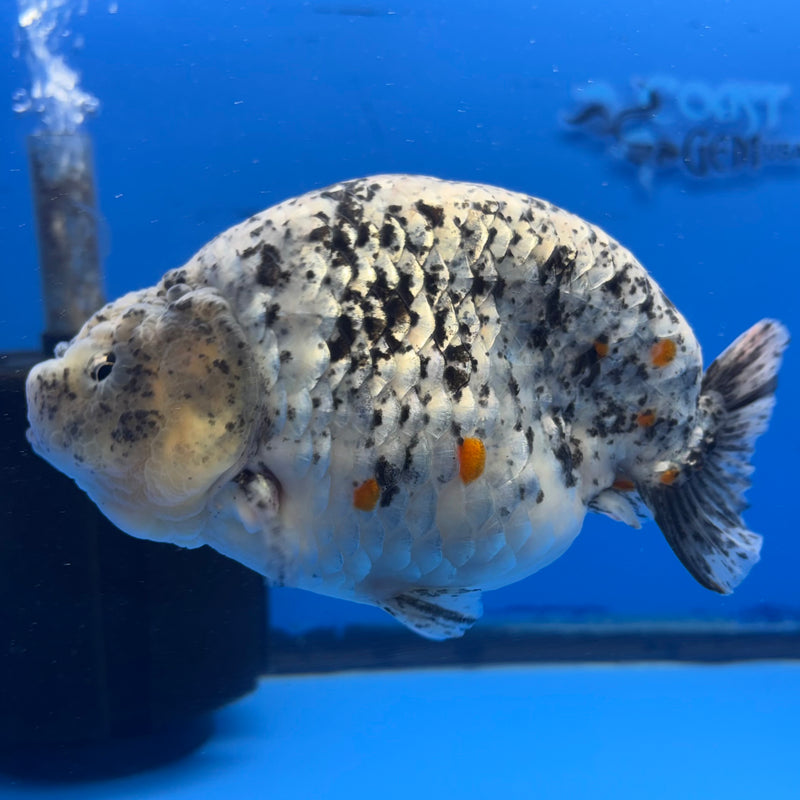 Thai Super Jumbo Calico Ranchu 6” Body Male(CK-CRP-JO1140)