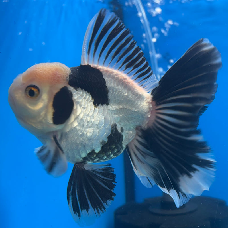 Thai Oranda Panda 3.5” Body Female(CK-917)R1BLUETUB4
