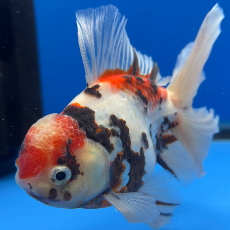 Thai Oranda Tri-Color Tiger Calico 3” Body Male(CK-616)R1B02
