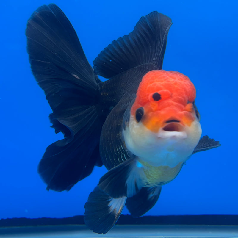 Thai Oranda AA JUMBO Tri-Color 4” Body Male(AA-CK-1354)R1BLUETUB3