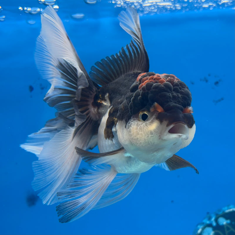 Thai Oranda Tri-Color 3” Body Female(CK-972)R3B10