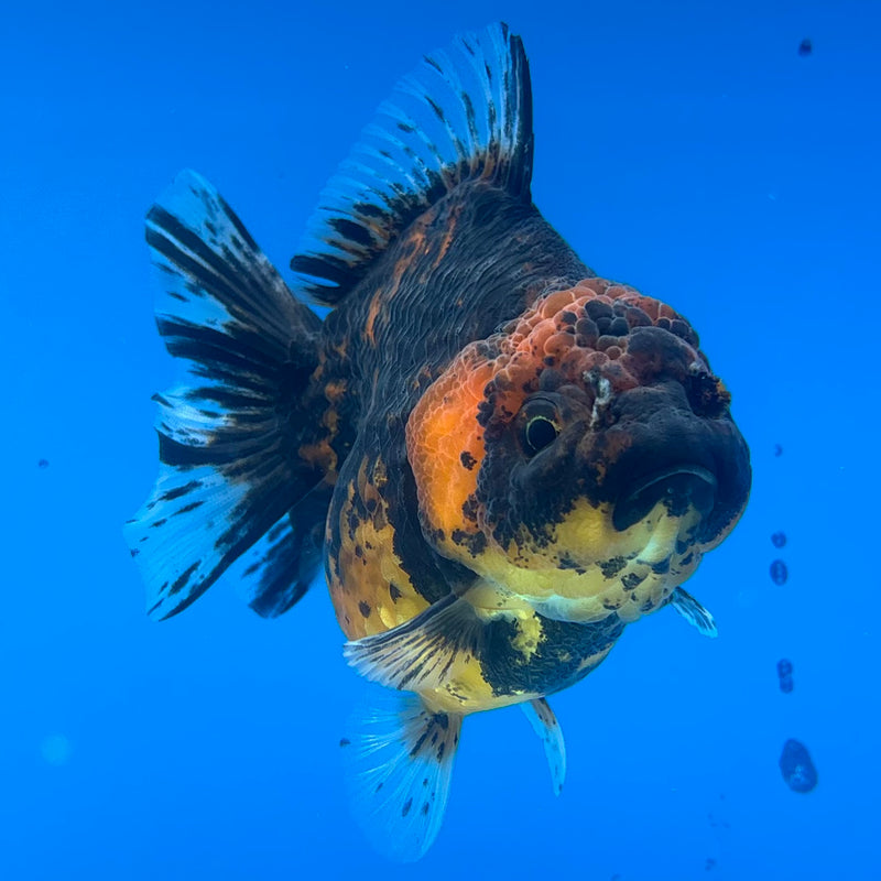 Thai Oranda Calico Yuanbao by SHOGUN 3” Body Female(CK-1201)SHOWTANK