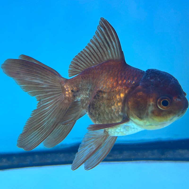 Thai Black Oranda 2.5”Body Female (JCD-069)R4C02