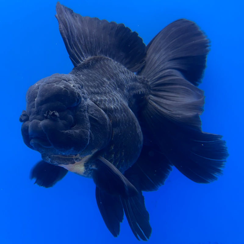 Thai Oranda Full Black 3.5” Body Male(CK-1455)SHOWTANK2