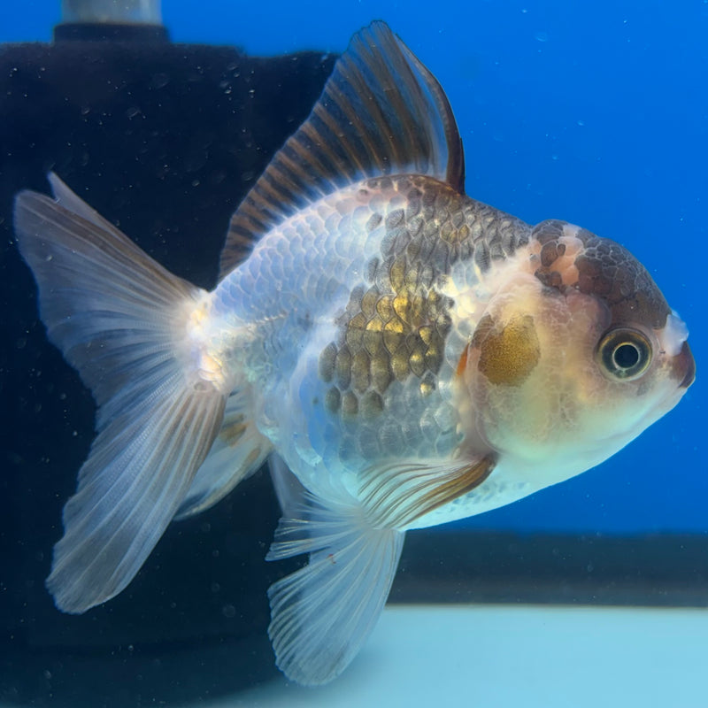 Thai Oranda Panda 3” Body Male(CK-1395)SHOWTANK2