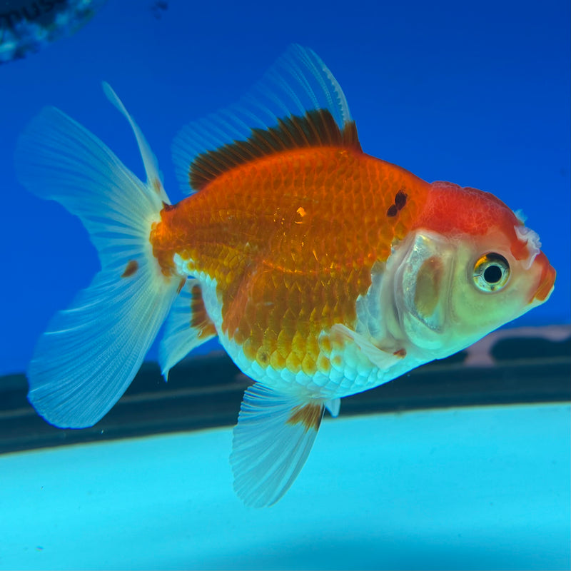 Thai Oranda Tri-Color 2.5” Body Female(CK-858)R3B16