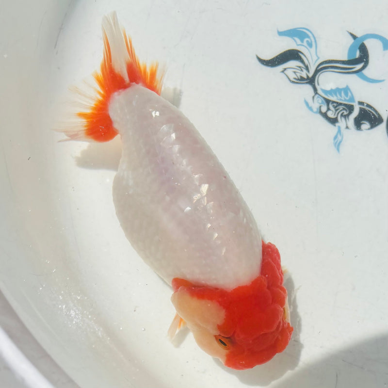 Thai Top View Red Head Ranchu A Grade 3.5” Body Female(CK-891)BLUETUB1
