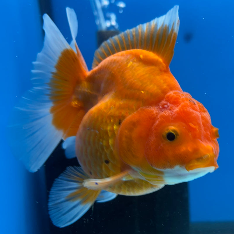 Thai Oranda Full Red 3.5” Body Female(CK-1199)SHOWTANK