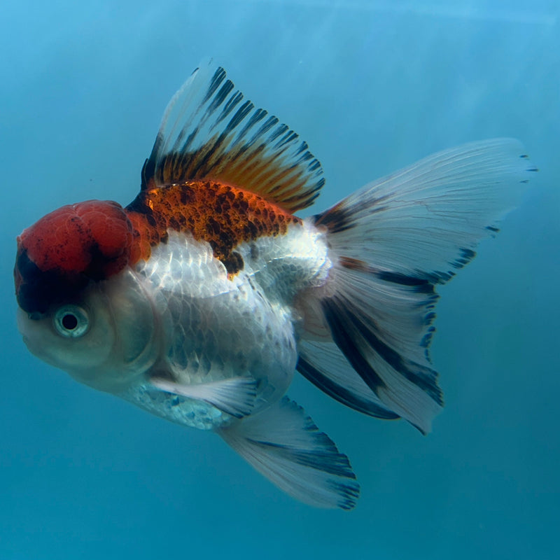 Live Premium Fancy Goldfish Thai Oranda Red & White Body Male 3.5” Body (JC-006) R1A06