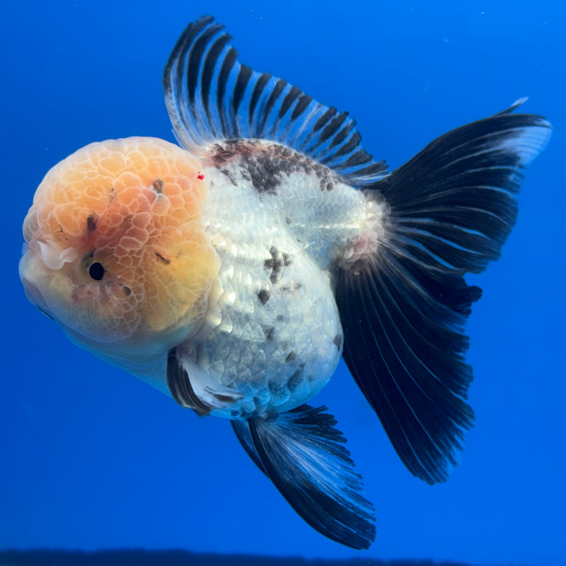 Thai Oranda Lemon Head Panda 3” Body Female(CK-691)R1A07