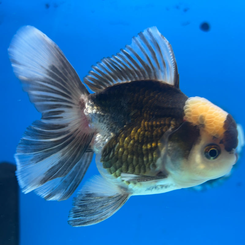 Thai Oranda Panda 3” Body Male(CK-966)R3B21