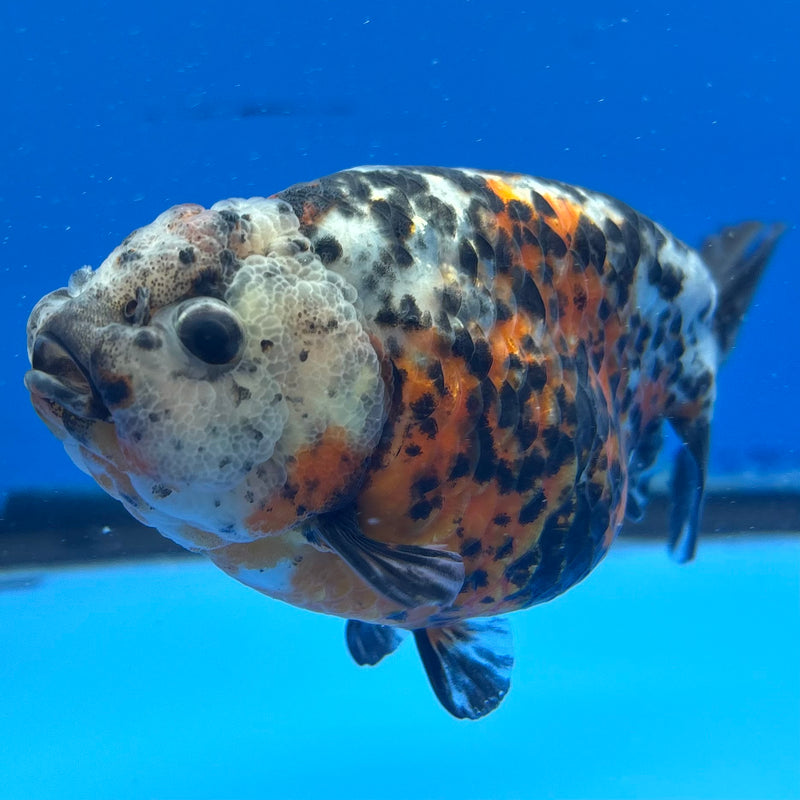 Thai Ranchu Tri-Color Calico 4” Body Female(CK-948)R2C03
