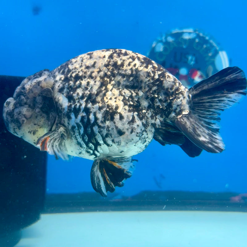 Thai Ranchu Granite Calico 4” Body Male(CK-1214)BLUETUB1