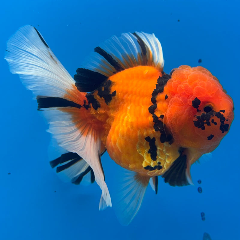 Thai Oranda Tiger Calico 3” Body Female(BIN-CK-1061)SHOWTANK2