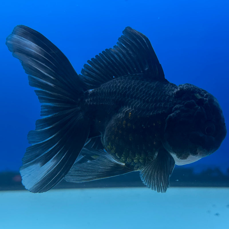 Thai Oranda NOK Black Panda 2.5” Body Male(NOK-CK-1181)R3B16
