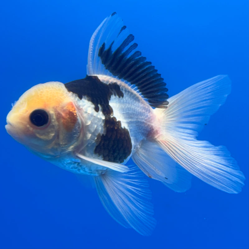 Thai Oranda Lemon Head Button Eye Panda 2.5” Body Male(CK-1258)R3B07
