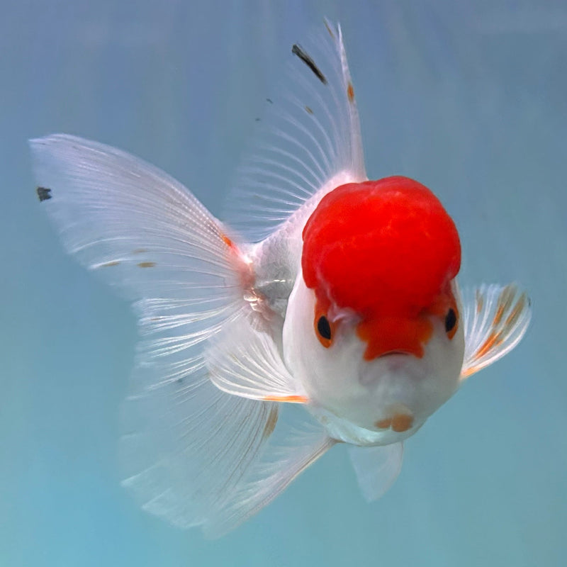 Thai Red-Cap Oranda 2“ Body Female (JCD-133)R4B12