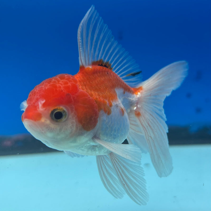 Thai Oranda Red/White 2” Body Male(CK-1278)R3B04