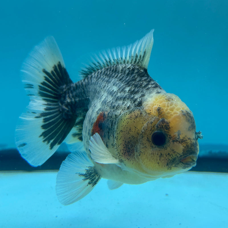 Live Premium Fancy Goldfish Thai Oranda Kirin Body Male 3.5” Body (JC-004) R1A06