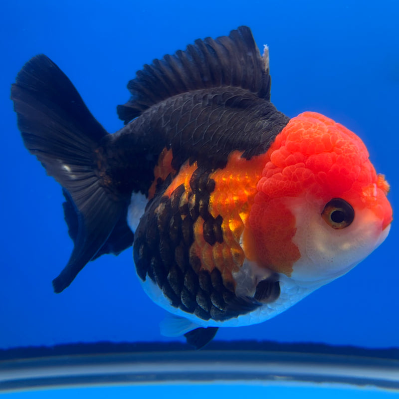 Thai Premium Oranda Yuanbao Apache 4” Body Female(CK-774)R1BlueTub4