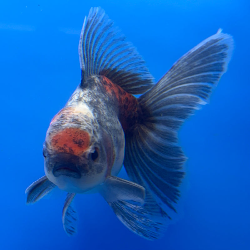 Thai Oranda SHOGUN 3” Body Male(CK-732)R1B01