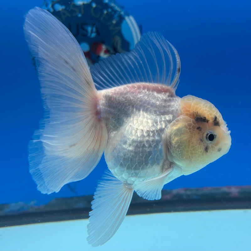 Thai Oranda White/Panda 3” Body Female(CK-984)R3B08