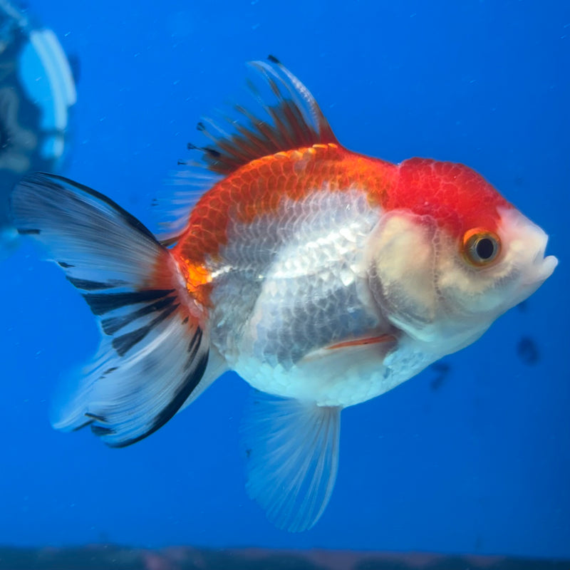 Thai Oranda Tri-Color 2.5" Male (CK-1522)R3B16