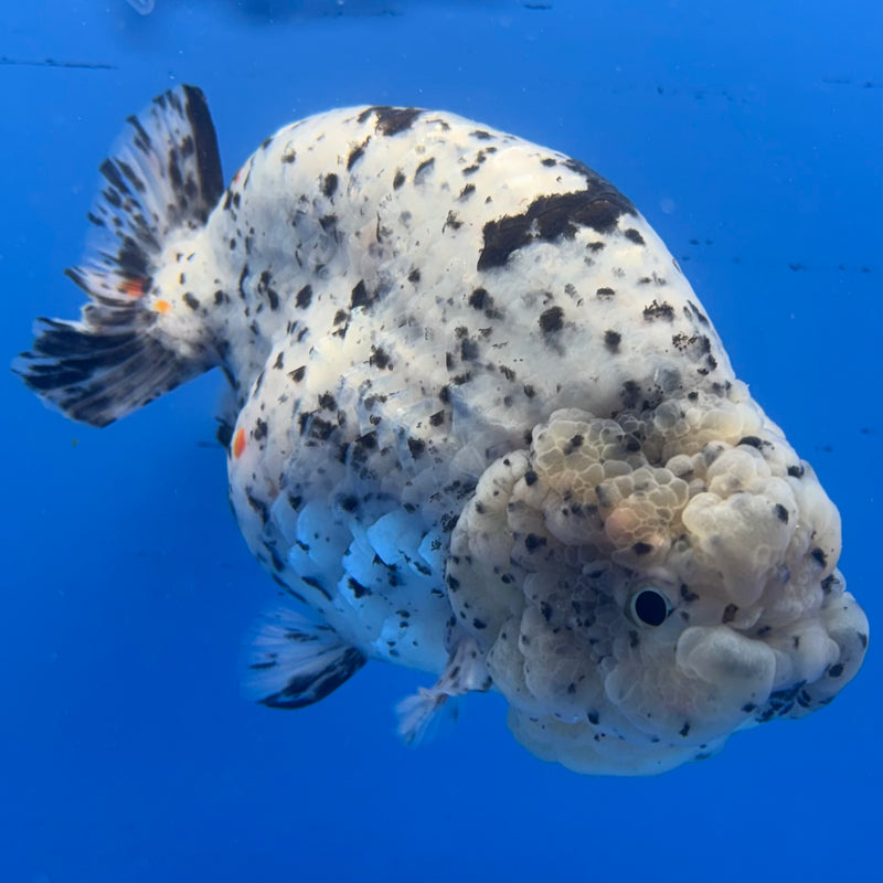 Thai Super Jumbo Calico Ranchu 6” Body Male(CK-CRP-JO1141)