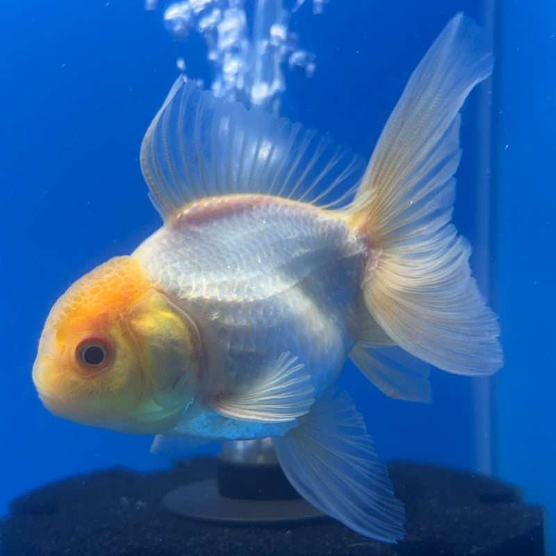 Thai Oranda Lemon Head White 2.5” Body Male(CK-1247)R3B09