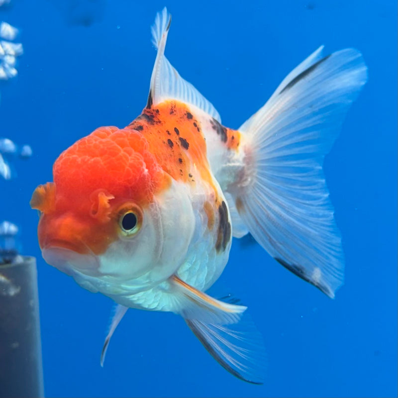 Thai Oranda Tri-Color 2.5” Body Female(CK-1288)R3B02
