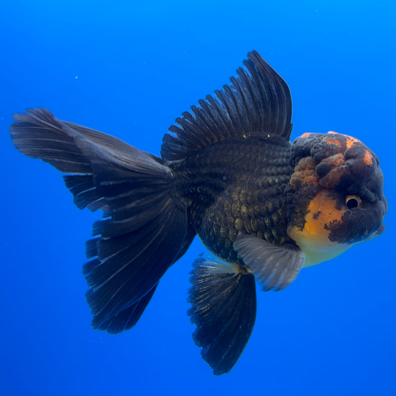 Thai Oranda Apache 3” Body Male(CK-734)R1B02