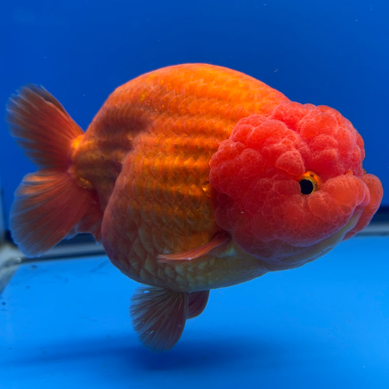 Thai Ranchu JUMBO Full Red 4.5” Body Female(CK-1319)SHOWTANK2