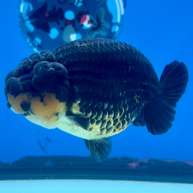 Thai Ranchu SPECIAL COLOR Apache 3.5” Body Male(CK-1134)R1A04
