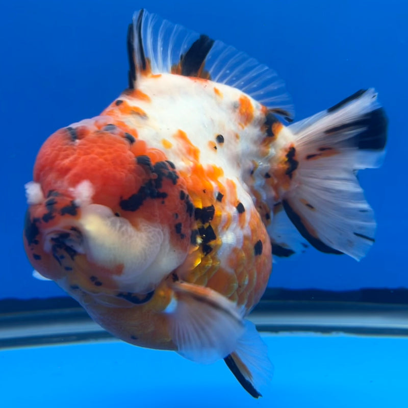 Thai Premium Jumbo Oranda Yuanbao Tri-Color Calico Tiger 4.5” Body Male(CK-761)R1BlueTub4