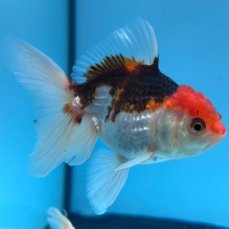 Thai Tri-Color Oranda 2.5”Body Male (JCD-043)R4C02
