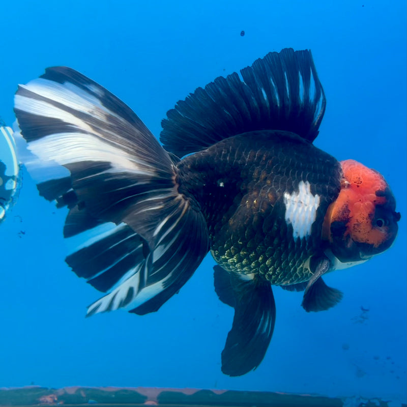 Thai Oranda AA Quality Tri-Color Orchid Tail 5” Body Male(CK-1104)SHOWTANK2